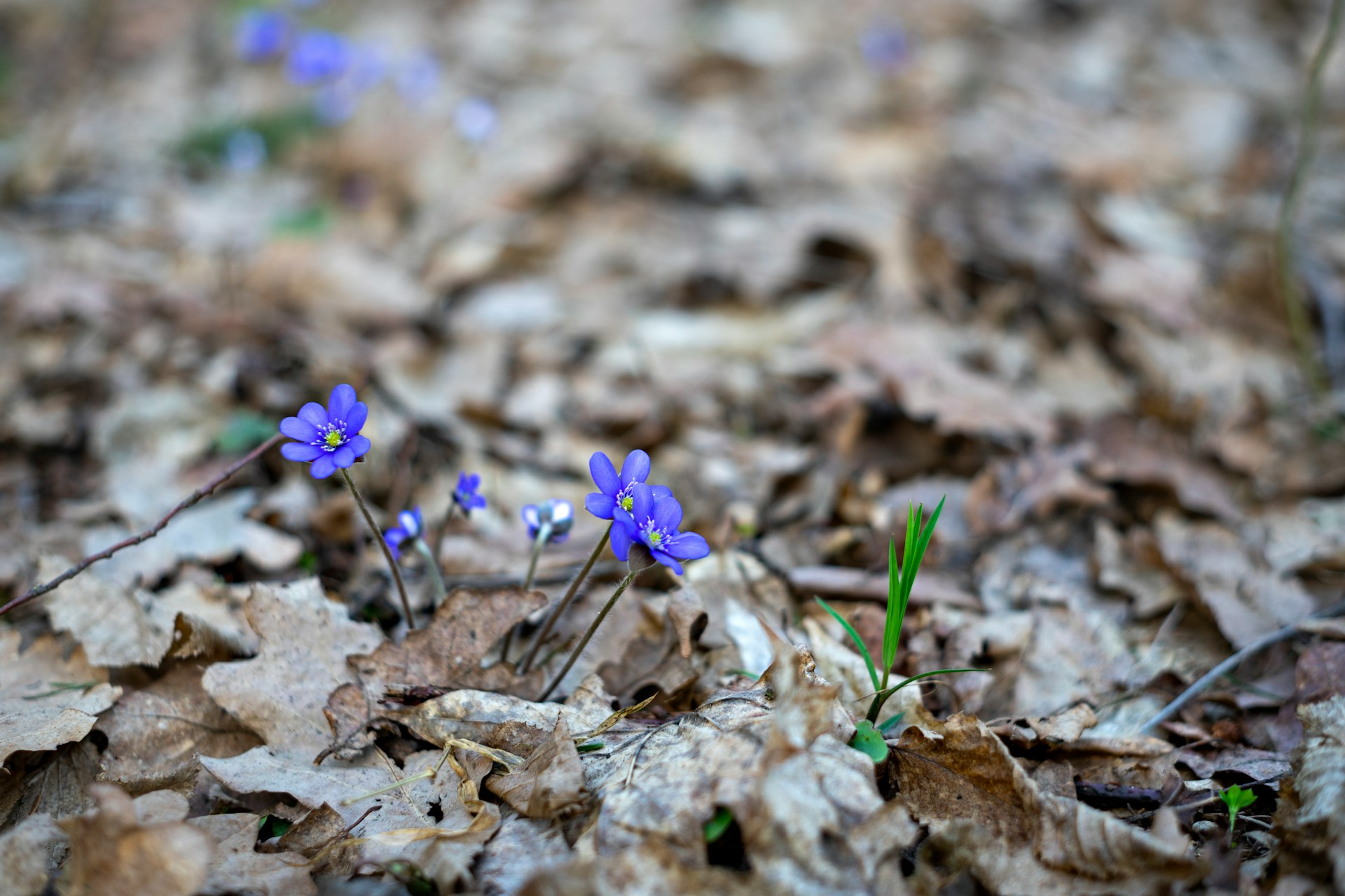 Foto von Rasa Kasparaviciene auf Unsplash